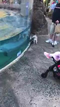 Funny dog & dolphin comedy