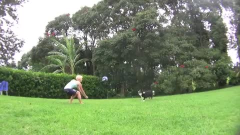 Dog Plays Better Volleyball Than You