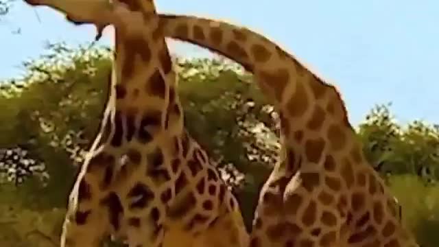 Giraffe Fight - #8video