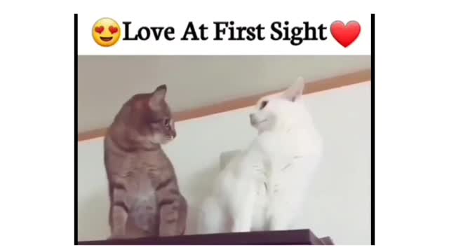 Love a fist 😘 sight for cat lover