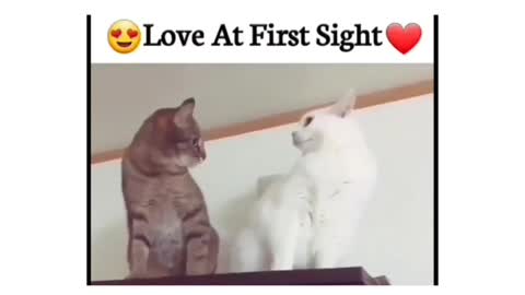 Love a fist 😘 sight for cat lover
