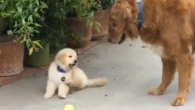 :) 2dogs
