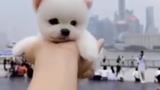Unbelievable!!! Funny Dog Videos Try Not To Laugh 🦴🐕🐶✔️3