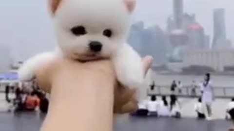 Unbelievable!!! Funny Dog Videos Try Not To Laugh 🦴🐕🐶✔️3