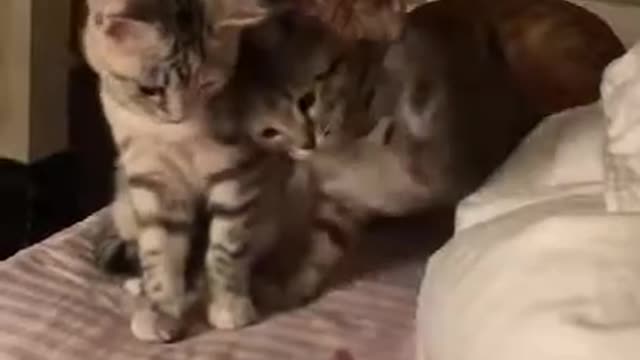 Funny cat attacks owner