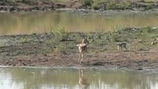 Deer and monkeys jumping in the river