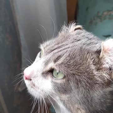 The cat is angry and talks