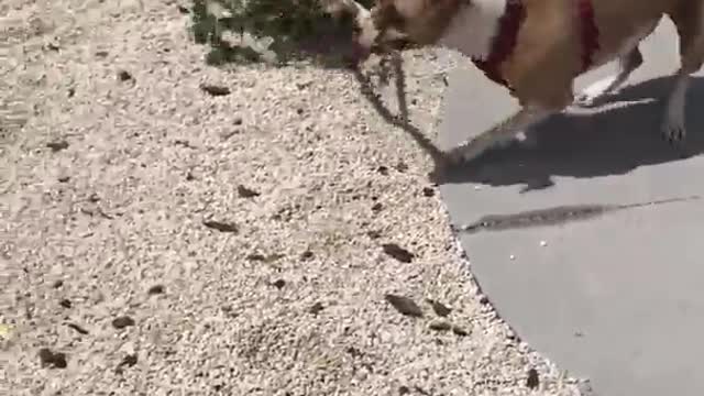 Brown white dog drags entire tree branch stick to fence gate