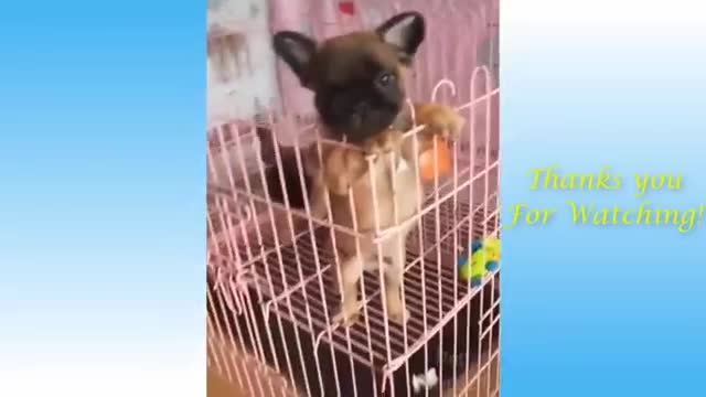 Cute pets and funny animals compilation... #16Pets garden