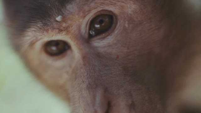 Close-up Video Footage Of A Monkey