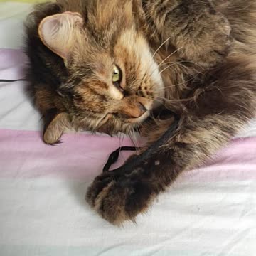 Silly Cat: Angelina love being silly sometime, she loves to play