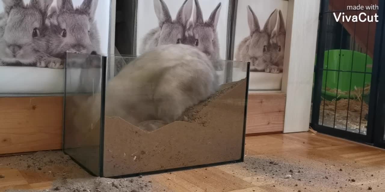 Rabbit wants to make our home for his young How funny