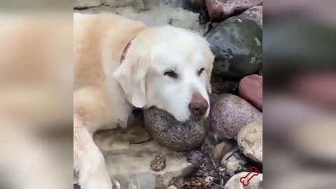 Funny animal reactions