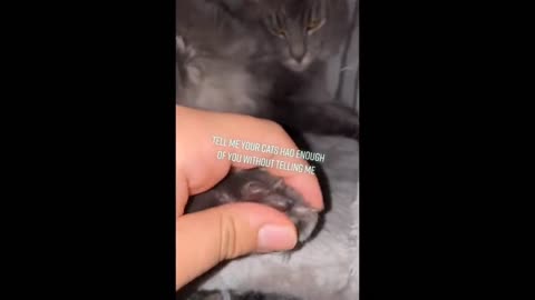 My Cat Had Enough Of Me Without Telling Me