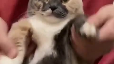 Cute cat video