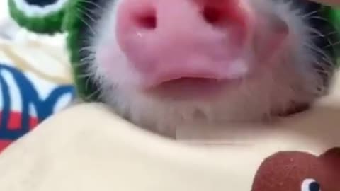 little pig too cute