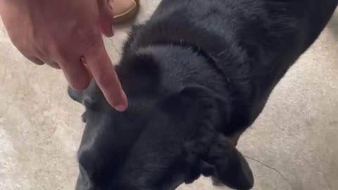 big dog labrador