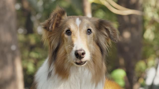 Dog licking nose