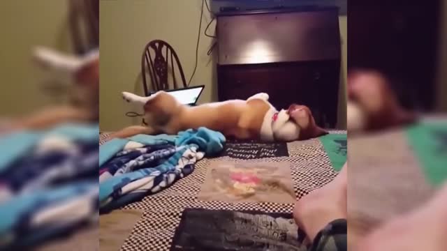 funny videos made for you