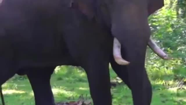 Huge Tusker Charging Towards the Safari Bus