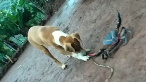 my dog playing with Crab