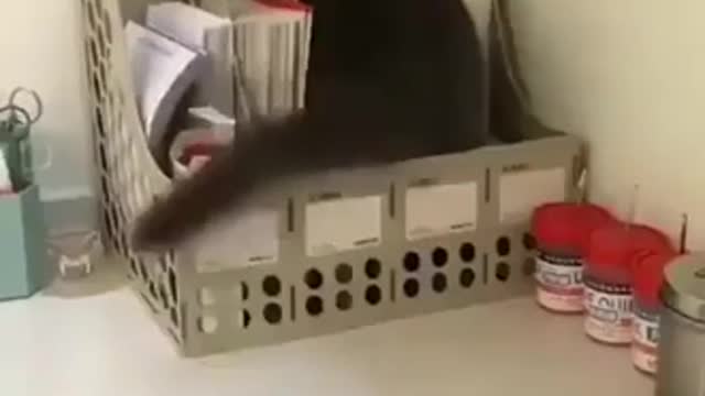 Cat Runs And Hides