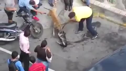 Shocking Dog Fight Between Dog, Police and Bystanders That Shocked The Entire World