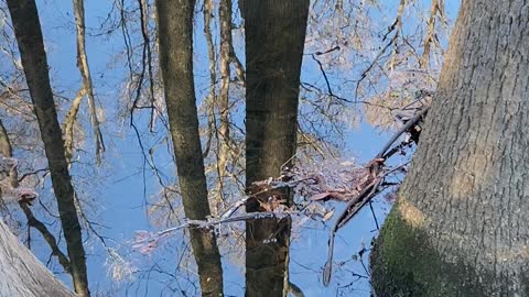 Stranger things upside down world in South Carolina swamps