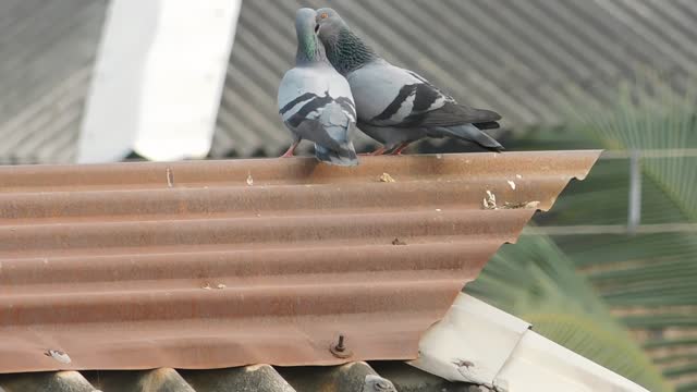 Two bizarre Romantic Bird Kissing In Front Of My Camera