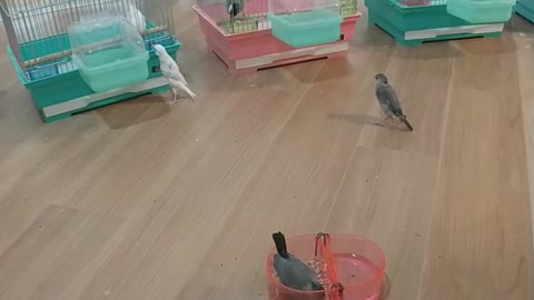 ケージの外に出てるんだよ