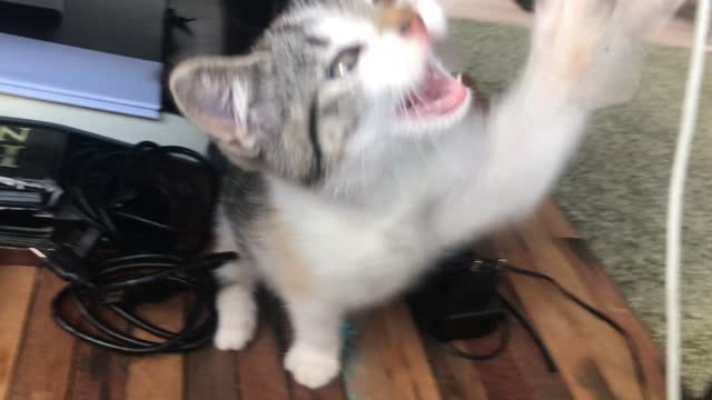 Cute kitty playing with string