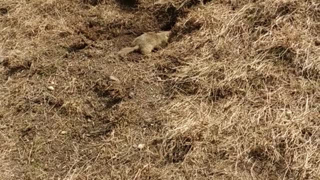 Cool and cute field marmots