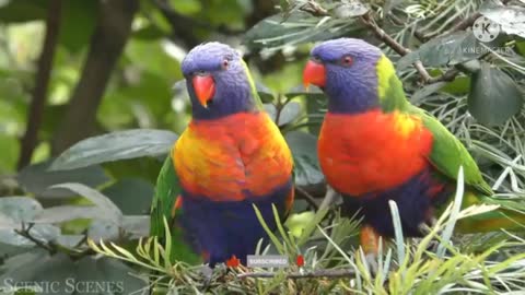 Baby Animals 🔴 Funny Parrots and Cute Birds Compilation (2020) Loros Adorables Recopilación #2