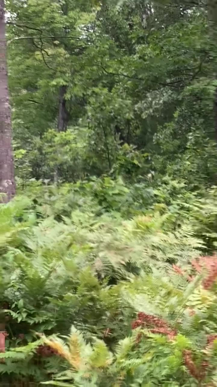 Big Wisconsin public land albino buck!!!