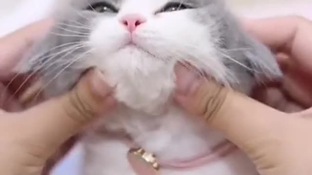 Cute kitten life #short 459