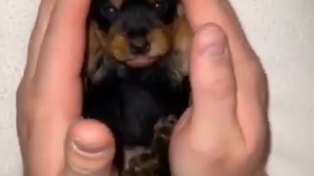 Cachorro se escondendo na mão de seu dono