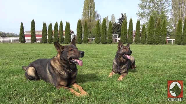 Kraftwerk K9 German Shepherds- Smart_ Spectacular _ Strong