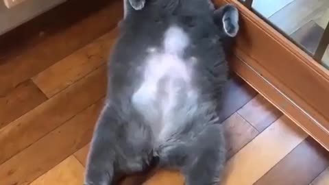 A Fat Cat Chilling