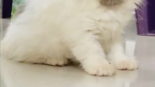 only cat video