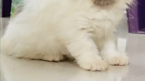 only cat video