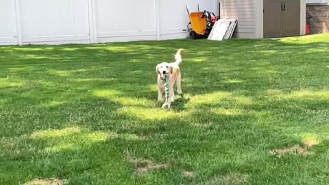 Puppy tuning in slow mow