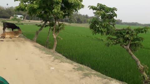 Natural of Bangladesh