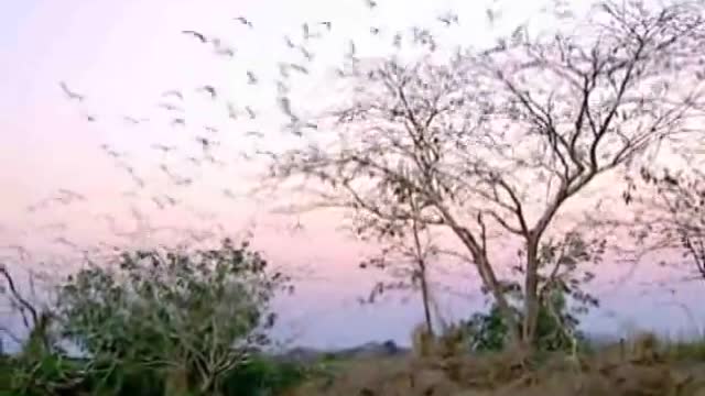 Animals and environment