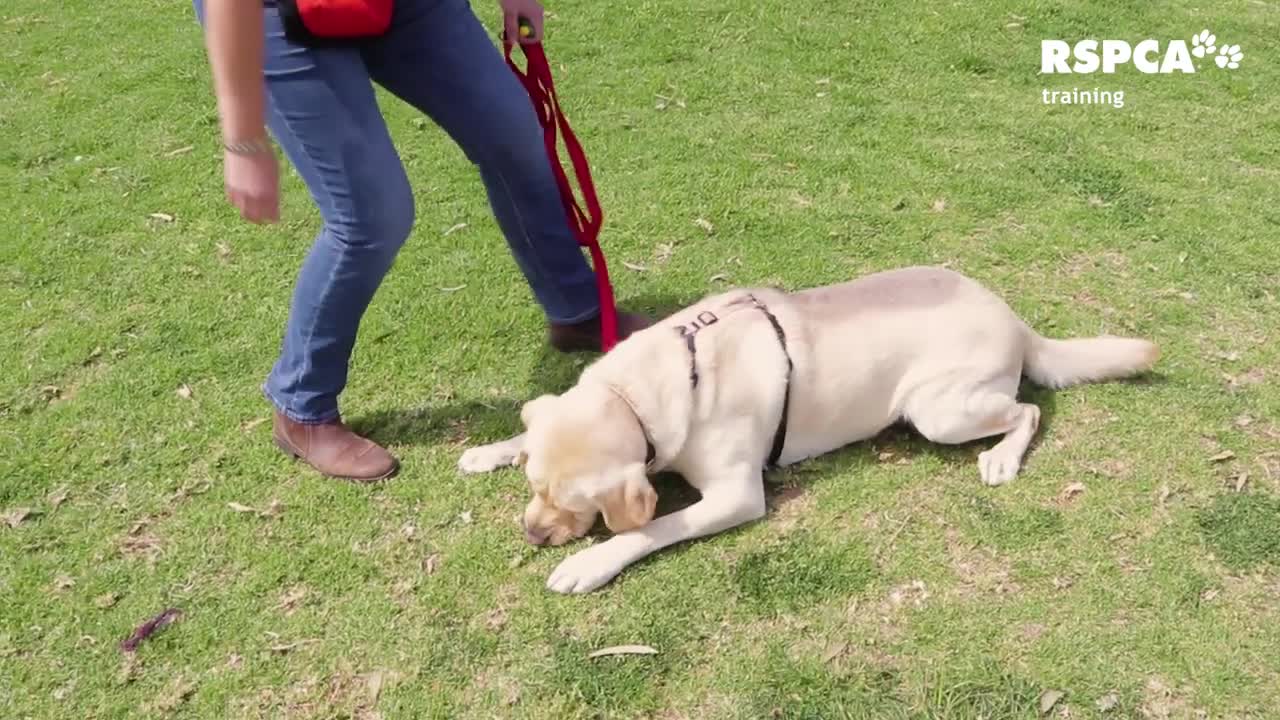 How to teach your dog to sit and drop