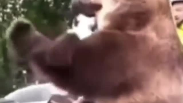 US bears VS Russian bears