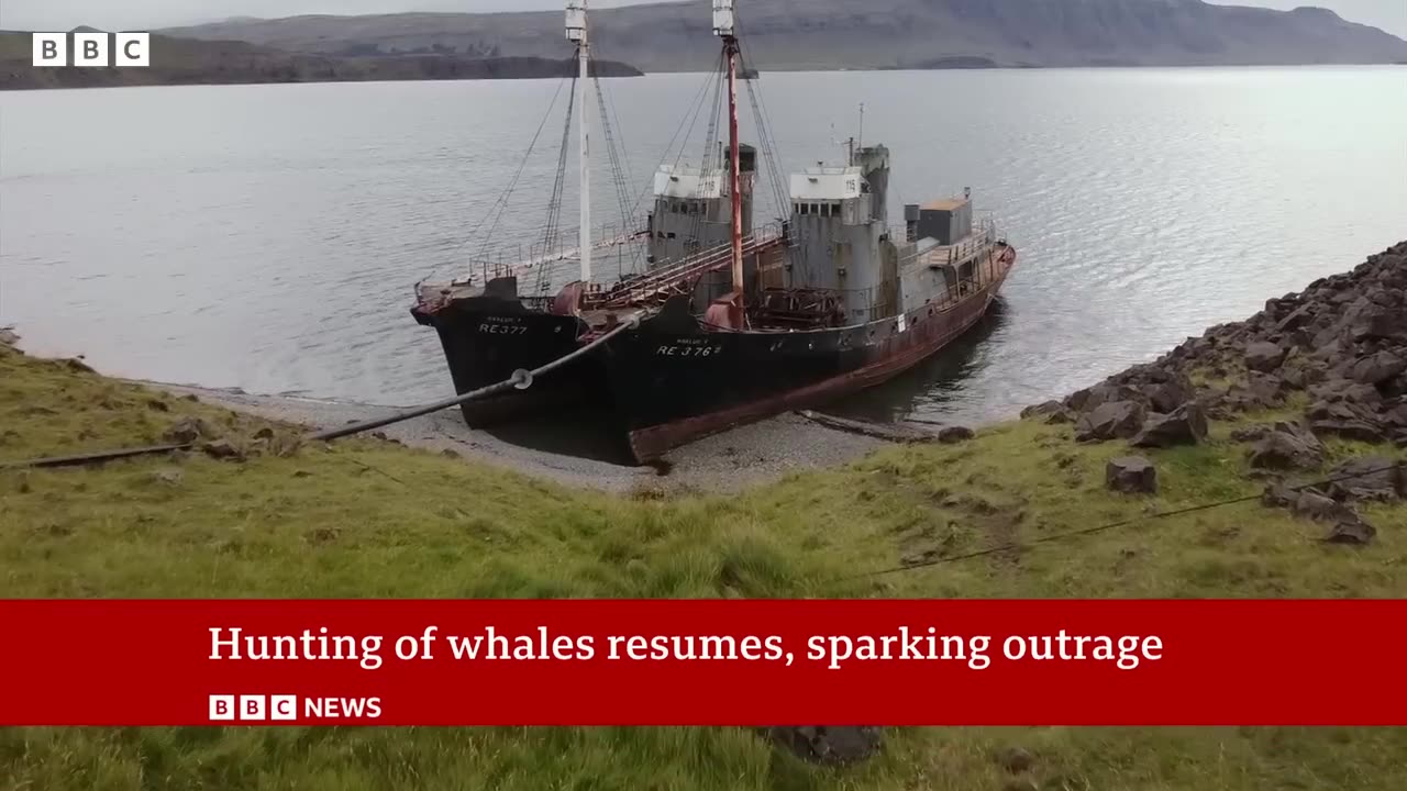 Whale hunting to restart in Iceland after suspension lifted – #BBC News#Iceland