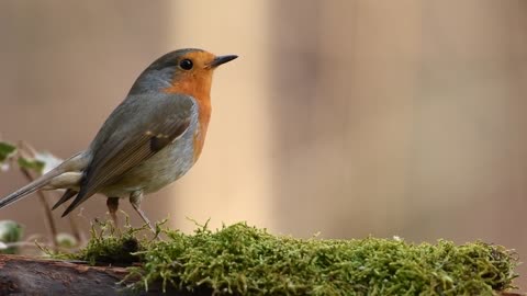 A Robin bird rounding somewhere