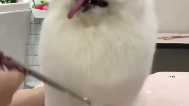 Grooming the white puppy looks so cute