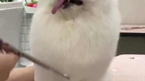 Grooming the white puppy looks so cute