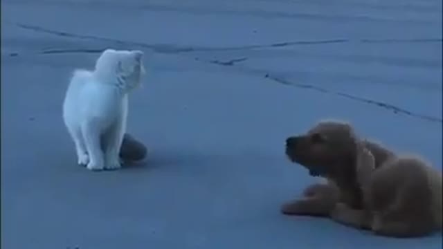 Dog dog dog dog dog12345678